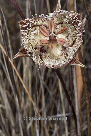 calochortus tiburonensis 1 graphic